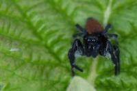 Carrhotus xanthogramma
