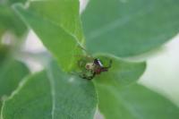 Ebrechtella tricuspidata