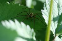 Pisaura mirabilis