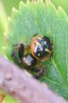 Synema globosum
