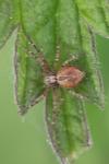 Philodromus