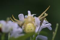 Misumena vatia