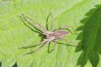 Pisaura mirabilis