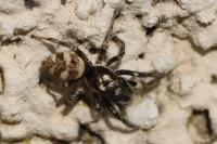Salticus scenicus