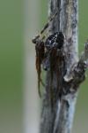 Agalenatea redii