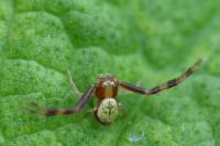 Ebrechtella tricuspidata