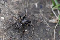 Gibbaranea bituberculata