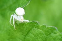 Misumena vatia