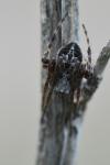 Agalenatea redii