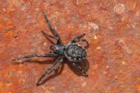 Nuctenea umbratica