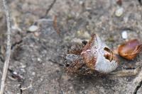Gibbaranea bituberculata