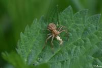 Xysticus