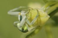 Misumena vatia
