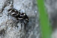 Salticus scenicus