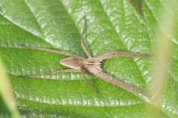 Pisaura mirabilis