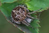 Agalenatea redii