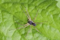 Philodromus dispar