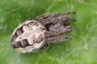 Larinioides cornutus