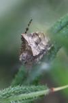 Gibbaranea bituberculata