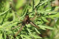 Pisaura mirabilis