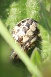 Larinioides cornutus