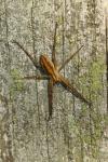 Pisaura mirabilis