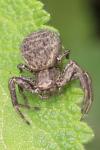 Xysticus
