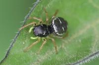 Heliophanus cupreus