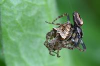 Gibbaranea bituberculata