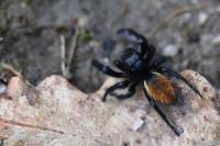 Carrhotus xanthogramma