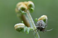 Gibbaranea gibbosa