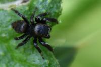 Evarcha arcuata