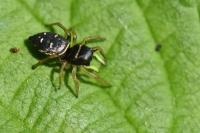 Heliophanus cupreus