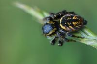 Carrhotus xanthogramma