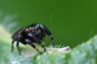 Evarcha arcuata