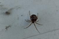 Steatoda triangulosa