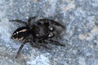 Pellenes tripunctatus