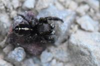 Pellenes tripunctatus