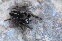 Pellenes tripunctatus