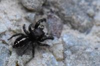 Pellenes tripunctatus
