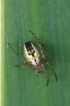 Mangora acalypha