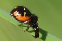 Synema globosum