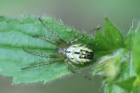 Mangora acalypha