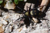 Callilepis