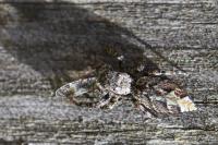Marpissa muscosa