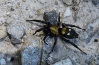 Callilepis