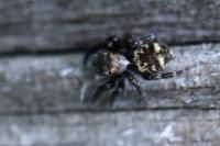 Pseudeuophrys erratica