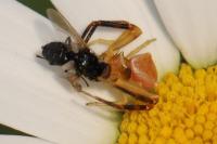 Thomisus onustus