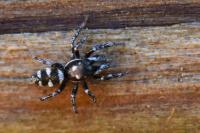 Salticus scenicus