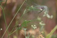 Pisaura mirabilis